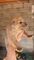 Se regalan cachorros de american standford