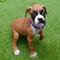 Se venden cachorros de boxer adorables a precios asequibles