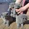 Se venden gatitos de todas las razas de criadero