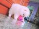 Super tiny pomeranian pups now available