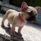 Tenemos una cachorros bulldog frances