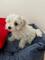 Vendo bichon maltes