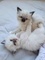 Veterinaria revisó gatitos ragdoll para volver a casarse