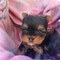 Yorkshire terrier impresionantes peluches