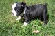 Adorables cachorros de boston terrier