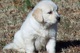 Adorables cachorros golden retriever disponibles