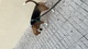 Beagle pura raza de 8 meses