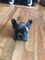 Bulldog frances en venta