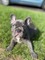 Bulldog francés hembra disponible