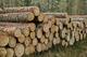 Buy timber planty