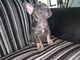 Cachorro bulldog francés de 2 meses y medio disponible