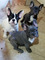 Cachorro de bulldog francés macho disponible para cualquier famil
