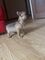 Cachorrobulldog frances macho sano con vacuna disponible
