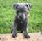Cachorros amstaff en venta ((602622882))