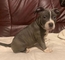 Cachorros amstaff en venta ((602622882) o18