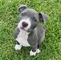 Cachorros amstaff en venta ((602622882) o1o