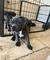 Cachorros amstaff en venta ((602622882) oo1