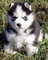 Cachorros de husky siberiano bien entrenados