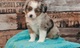 Cachorros de pastor australiano asequibles