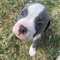 Cachorros de pitbull terrier americano,,