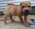 Cachorros shar pei de raza pura disponibles