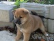 Cachorros shiba inu