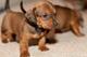 Cachorros teckel disponibles