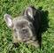 Camada de hermosos cachorros de bulldog francés disponibles