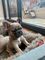 Disponible excelentes cachorros de bulldog frances