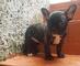 Espectacular cachorro de bulldog frances