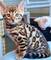 Fantasticos gatitos bengala en adopcion