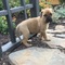 Friendly bullmastiff puppies