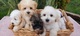 Hermosos cachorros maltipoo