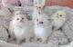 Hermosos regalo ragdoll gatitos 049