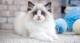 Hermosos regalo ragdoll gatitos 10