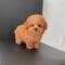 Increíble bebé caniches toy listo en adopcion2