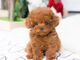 Increíble bebé caniches toy listo en adopcion49