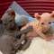 Linda gatitos sphynx para adopocion22