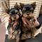 Macho y hembra cachorros yorkshire terrier en adopcion