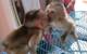 Macho y hembra mono capuchino para adopcion