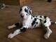 Magnificos cachorros gran danes en adopcion14