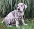Magnificos cachorros gran danes en adopcion3