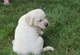 Maravillosos cachorros labrador retriever disponibles
