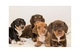 Mini cachorros dachshund disponibles