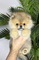 Pomerania, cachorros de raza pura
