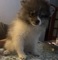 Pomerania precioso carita
