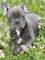 Preciosos cachorro de bulldog frances