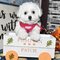 Preciosos cachorros de bichon frise 018