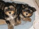 Preciosos cachorros de yorkshire terrier