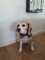 Regalo beagle mini